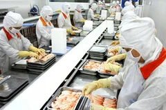 Chế biến tôm đông lạnh tại Công ty Cafatex (Hậu Giang). (Ảnh: Huy Hùng/TTXVN)