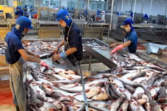 Chế biến cá tra. (Ảnh: Duy Khương/TTXVN)
