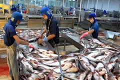 Chế biến cá tra. (Ảnh: Duy Khương/TTXVN)