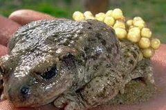 Ảnh chỉ có tính minh họa. (Nguồn: Internet)