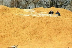 Vỏ trấu. (Ảnh: Internet)