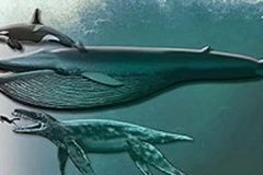 (Ảnh minh họa: realradiowales.co.uk)