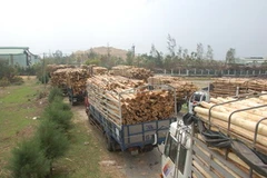 Vận chuyên nguyên liệu về Nhà máy chế biến dăm gỗ Dung Quất.