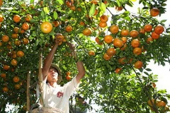 Quýt hồng đặc sản phục vụ tết Nguyên đán. (Ảnh: Nguyễn Văn Trí/TTXVN) 