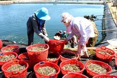 Người dân thu hoạch tôm thẻ chân trắng. (Ảnh: Huy Hùng/TTXVN)