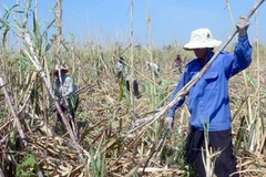 Người dân thu hoạch mía. (Ảnh: Đoàn Hữu Trung/TTXVN)