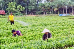 (Ảnh minh họa: Thanh Long/TTXVN) 