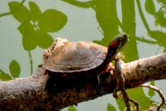 Rùa tai đỏ "tàn sát" động thực vật ở tỉnh Bạc Liêu