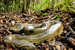 Ảnh chỉ có tính minh họa. (Nguồn: Internet)