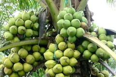 Cây dừa xiêm. (Nguồn: Internet)