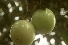 Ảnh chỉ có tính minh họa. (Nguồn: Internet)