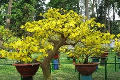 Ảnh chỉ có tính minh họa. (Nguồn: Internet)