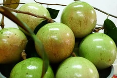 Vú sữa Lò Rèn đang được giá. (Ảnh: Internet)