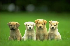 Ảnh chỉ có tính minh họa. (Nguồn: Internet)