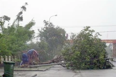 Cây đổ do bão số 9 ở Quảng Nam. (Ảnh: Trần Tĩnh/TTXVN)