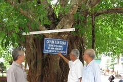 Các cán bộ lão thành bên Cây Đa Tân Trào ở thành phố Cần Thơ. (Ảnh: Trần Khánh Linh/Vietnam+)