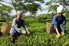 Công nhân Công ty cổ phần chè Tân Trào thu hái chè. (Ảnh: Trần Tuấn/TTXVN)