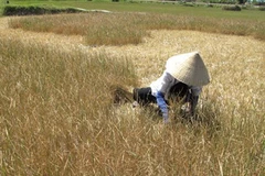 Người dân cắt bỏ lúa Hè Thu bị chết do hạn. (Ảnh: Thanh Long/TTXVN)