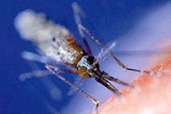 Muỗi thường truyền bệnh sốt rét (Ảnh: nouvelobs)