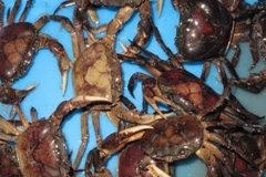 Không phát hiện lượng thuốc trừ sâu trong cua đồng