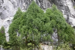 Cây Hoàng đàn. (Nguồn: Internet)