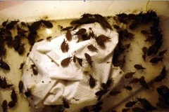 Loại bọ xít hút máu là thủ phạm gây ra bệnh ký sinh trùng. (Ảnh: PV/Vietnam+)