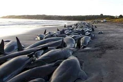 Ảnh chỉ có tính minh họa. (Nguồn: Internet)