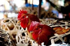 Ảnh minh họa. (Nguồn: Internet)