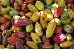 Giá ca cao ở mức cao nhất trong gần 30 năm