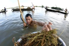 Người dân khi lội xuống ao hồ, để phòng bệnh amip ăn não người thì cần hạn chế không cho nước vào mũi. (Nguồn: TTXVN)