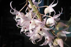 (Ảnh minh họa: Internet)