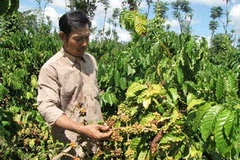 Ảnh chỉ có tính minh họa. (Nguồn: Internet)