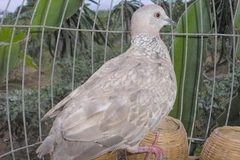 Ảnh chỉ có tính minh họa. (Nguồn: Internet)