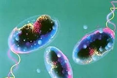 Ảnh chỉ có tính minh họa. (Nguồn: Internet)