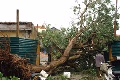 Cây xanh bị gẫy đổ ở thành phố Vinh. (Ảnh: Lan Xuân/TTXVN)