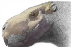 Ảnh chỉ có tính minh họa. (Nguồn: Internet)