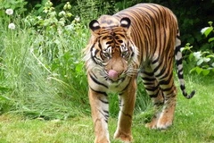 Loài hổ Sumatra đang có nguy cơ tuyệt chủng. (Nguồn: Internet)