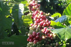 Kết nối sản phẩm tiêu dùng của Việt Nam sang thị trường Trung Quốc