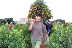 Các chủ vườn quất giao hàng cho khách. (Ảnh: Nguyễn Lành/TTXVN)
