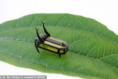 Robot siêu nhỏ RoBeetle. (Nguồn: Daily Mail)