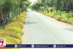 [Video] TP.HCM "trải thảm hoa” cho đường để ngăn xả rác