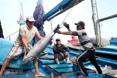 Ngư dân thu hoạch cá ngừ đại dương. (Ảnh: Nguyễn Dũng/TTXVN)