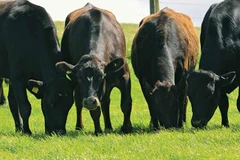 (Nguồn: fwi.co.uk)