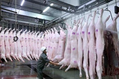 Ảnh minh họa. (Nguồn: TTXVN)