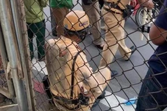 Tài xế vi phạm không tuân thủ hiệu lệnh, gây thương tích cho CSGT