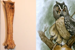 (Nguồn: biobiochile.cl)