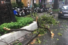 [Video] Hai người bị thương do nhánh cây rơi xuống đường
