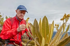 Loài cây mới thuộc chi Espeletia của họ Cúc có khả năng duy trì dòng chảy của sông và suối. (Nguồn: AFP)