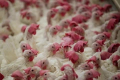 Ảnh minh họa. (Nguồn: Helsingborgs Dagblad/ TTXVN)