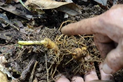 Những củ sâm Ngọc Linh 7 năm tuổi. (Ảnh: Quang Thái/TTXVN)